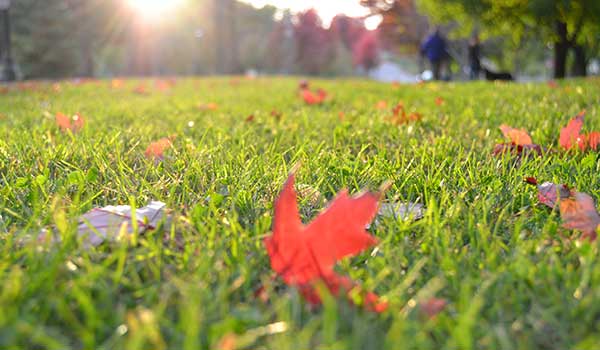 Rasensprengen im Herbst